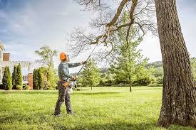 Why Choose Our Tree Removal Services in Lincoln, MT?