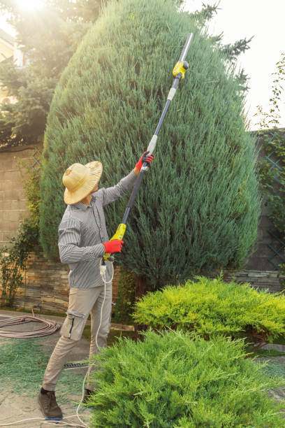 Reliable Lincoln, MT Tree Services Solutions